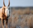 Saiga-Antilope: Erfolgreicher Artenschutz führt zu (Foto: AdobeStock - Yakov 556989012)